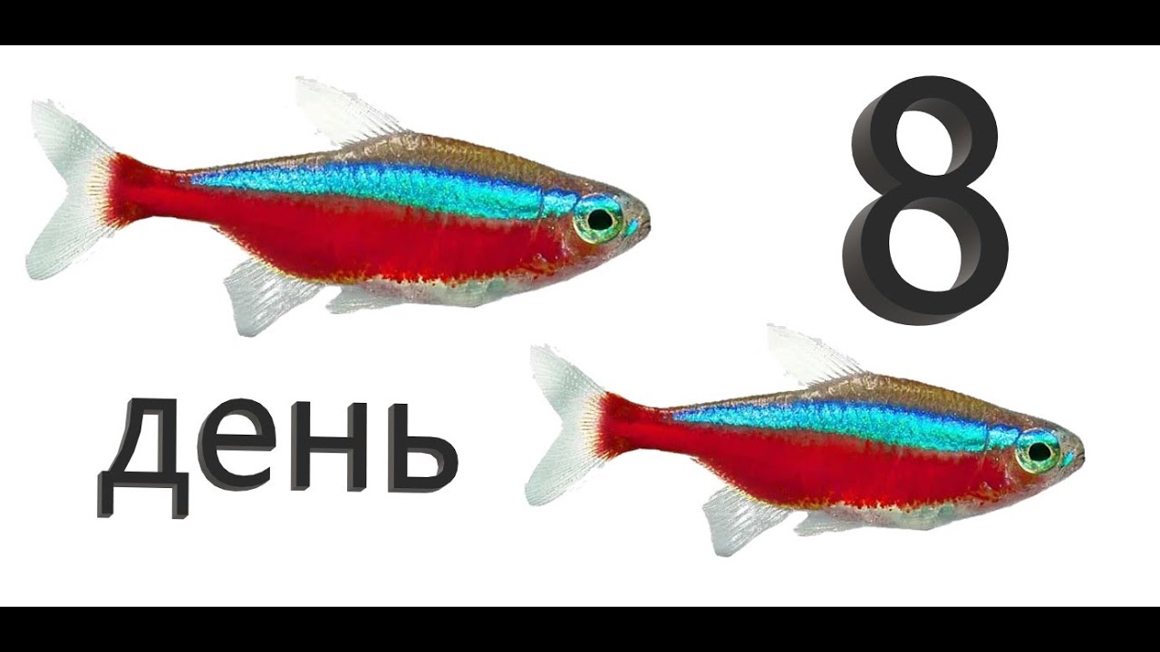 Красный неон. День 8. Кормим  Подмениваем воду
