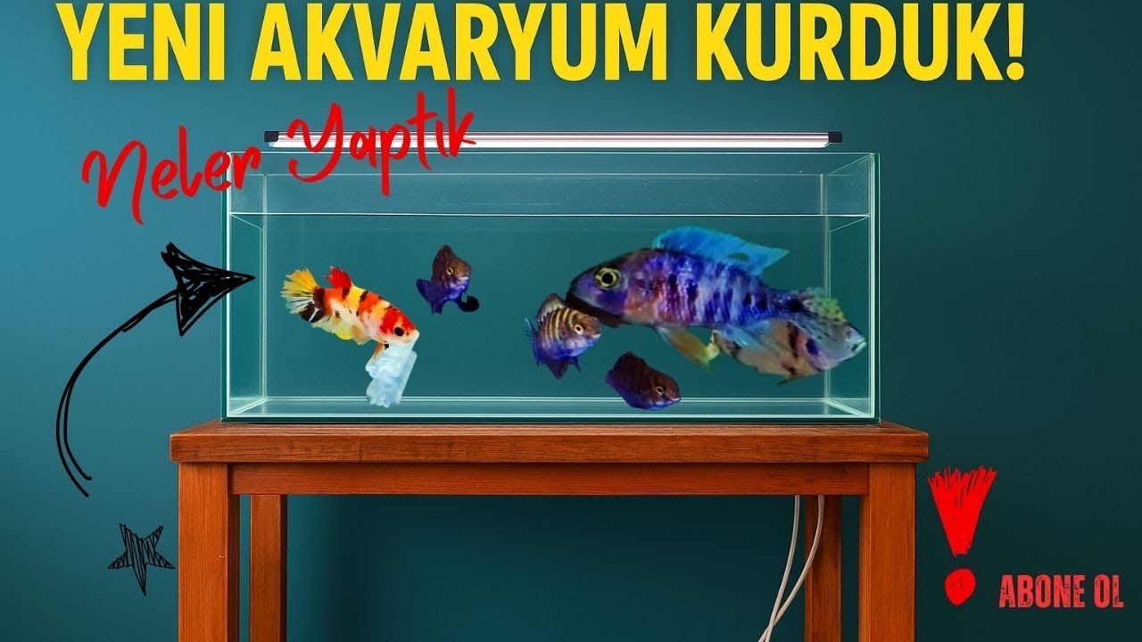 90 CM’LİK YENİ AKVARYUM KURDUK! İlk Balıklar İçinde 😍