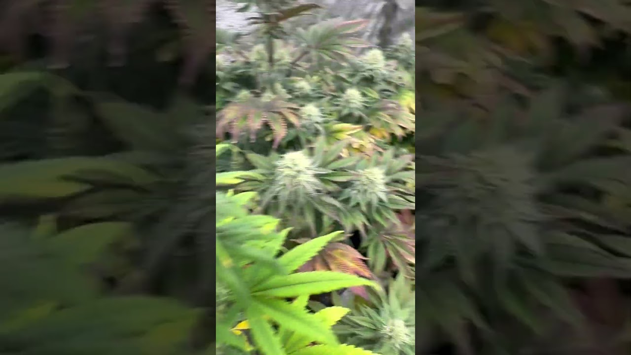 Slurricane, Lemon Tree x OG Kush, Apple Crumble i Eggnog – topowe genetyki ! BY CEBULOWY ALLADYN