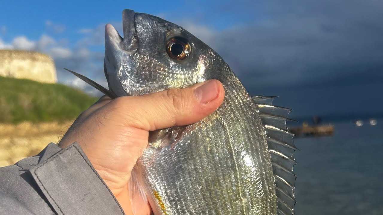 ÇUPRALAR ÇILDIRDI... ARKA ARKAYA GELDİLER. BÖLÜM 2 #fishing #balık #fish #cupra  #surfcasting 