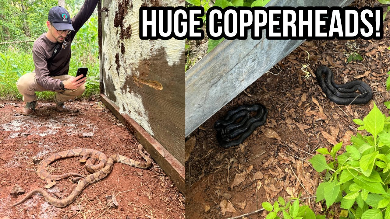 Finding HUGE Copperheads in Metro Atlanta! Tin Flipping and Biking For Snakes in Georgia!