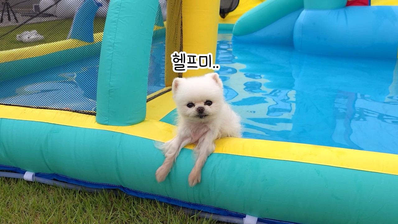 Водная площадка для собак! Спасите человека, застрявшего в надувном батуте!