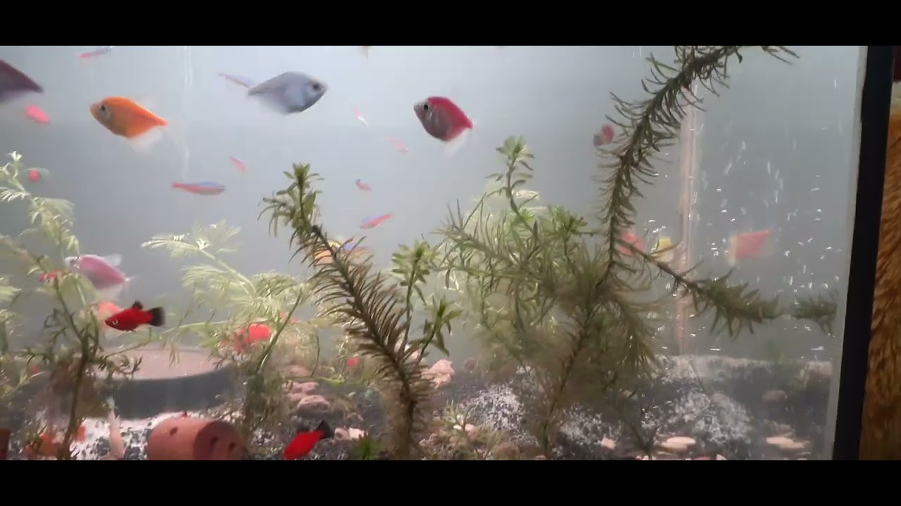 Glofish, Cardinal Tetra, Gold Guppy, Red Platy, Mickey Mouse Platy on Aquarium 60cm