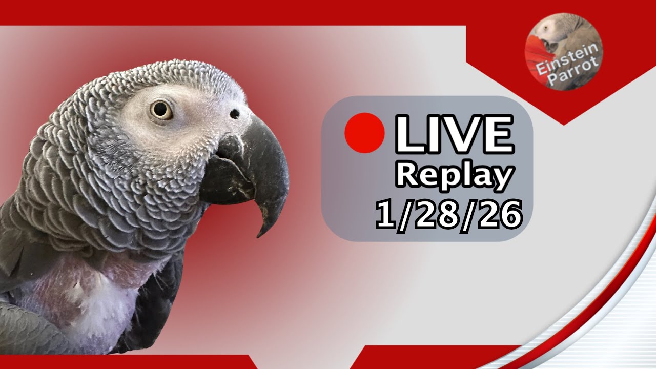 Einstein Parrot Live