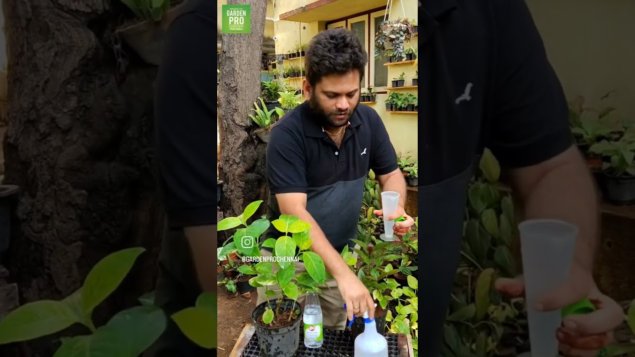 மாவு பூச்சி விரட்ட எளிய வழி, easy method to get rid of mealy bug 
