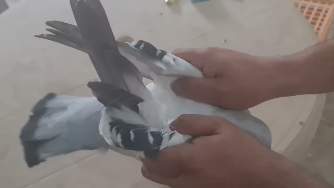 حلقة الزاجل البلجيكي الاصلي وهو اسم ورس جونسون الاصلي ومواصفات واضح