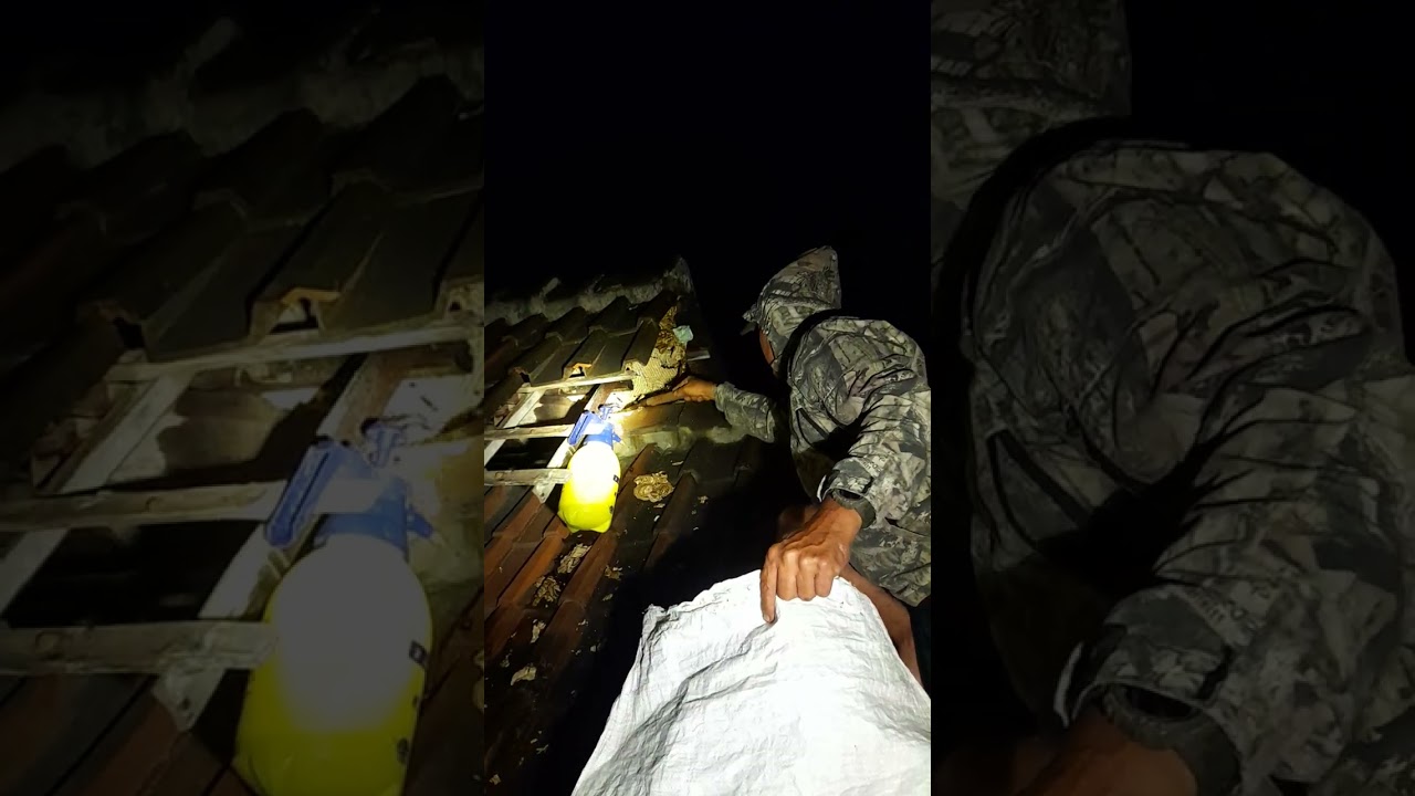 Evakuasi sarang tawon vespa lokasi di rumah mantan kepala desa banjarejo ngariboyo magetan  jatim