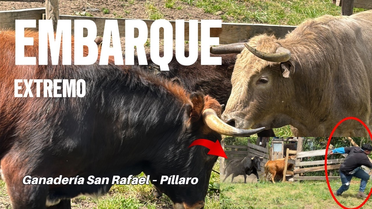 De TORERO a GANADERO, embarque de toros bravos de la ganader&iacute;a San Rafael de P&iacute;llaro