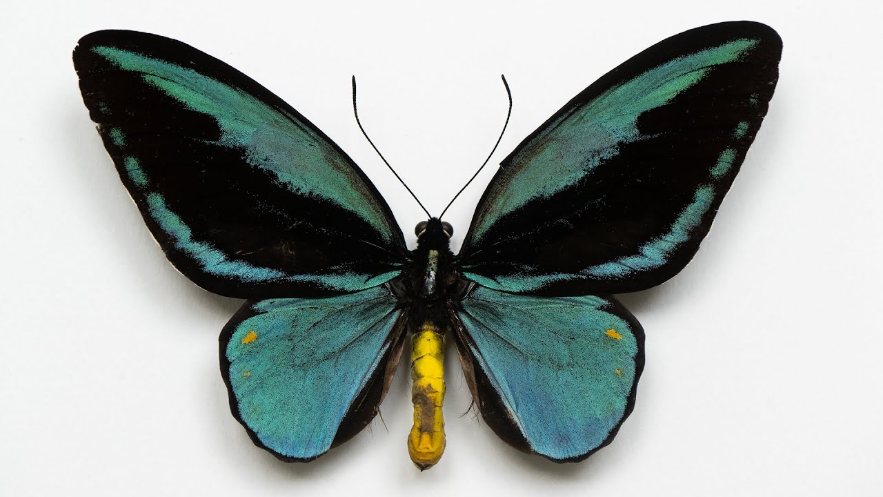 Birdwing Butterflies video #1