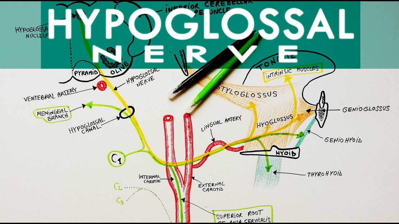 Подъязычный нерв | Ход и ветви | Учебник по анатомии