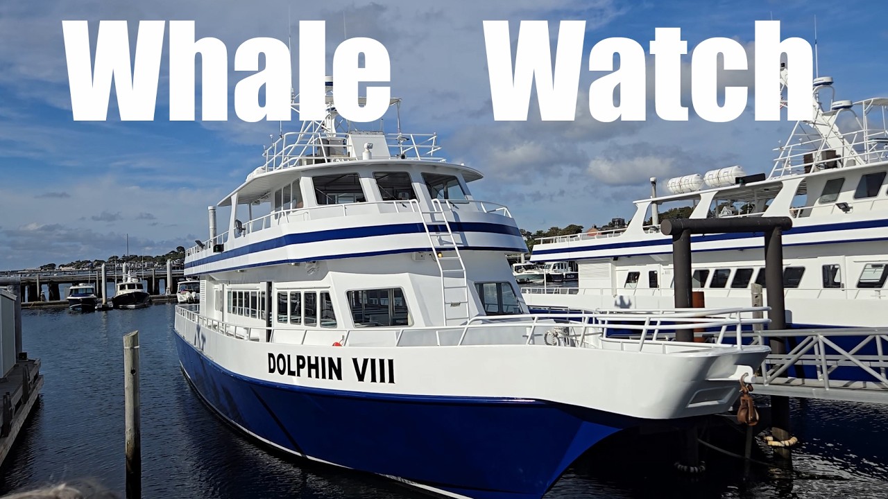 Cape Cod Whale Watch with Dolphin Fleet