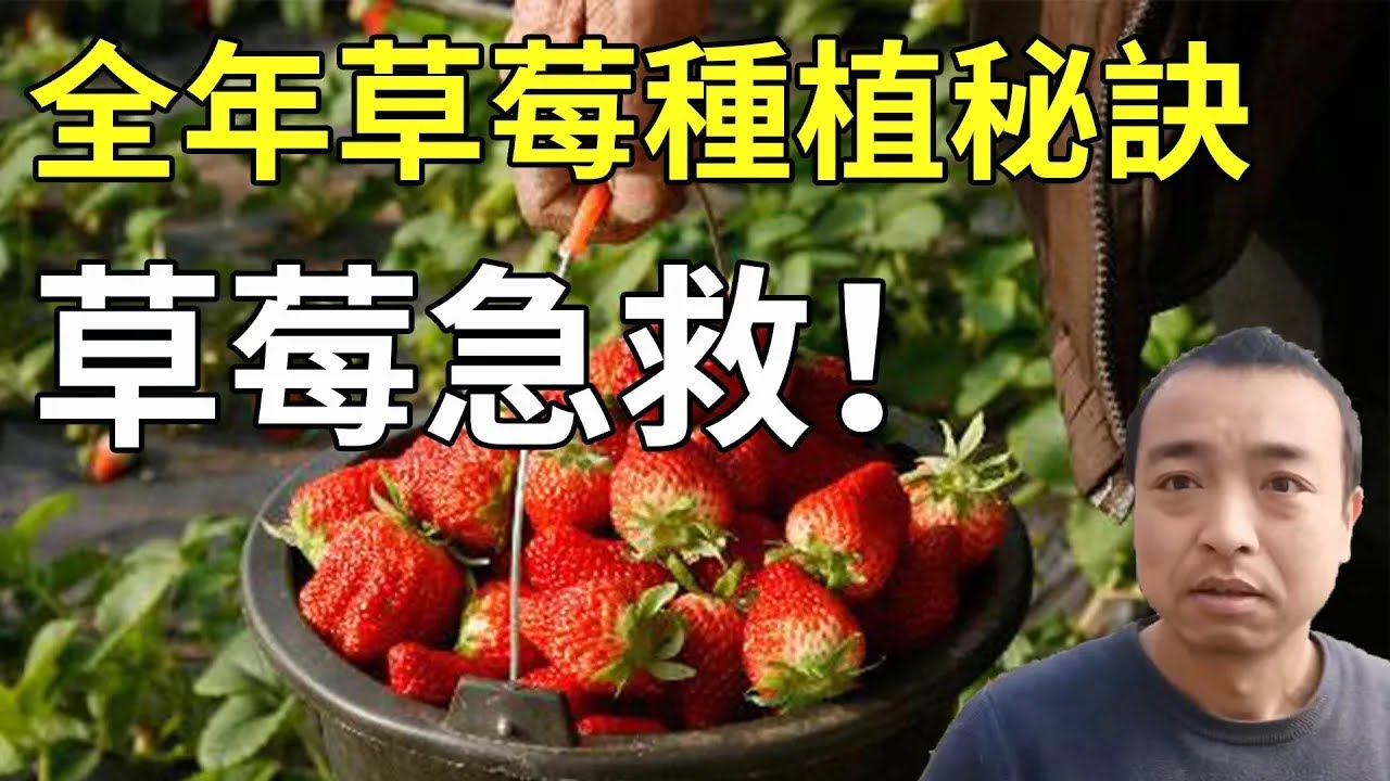 草莓可以死回生？教你如何轻松解救烂根沤根的草莓！包括独家草莓种植秘诀！【手艺人飞羽】