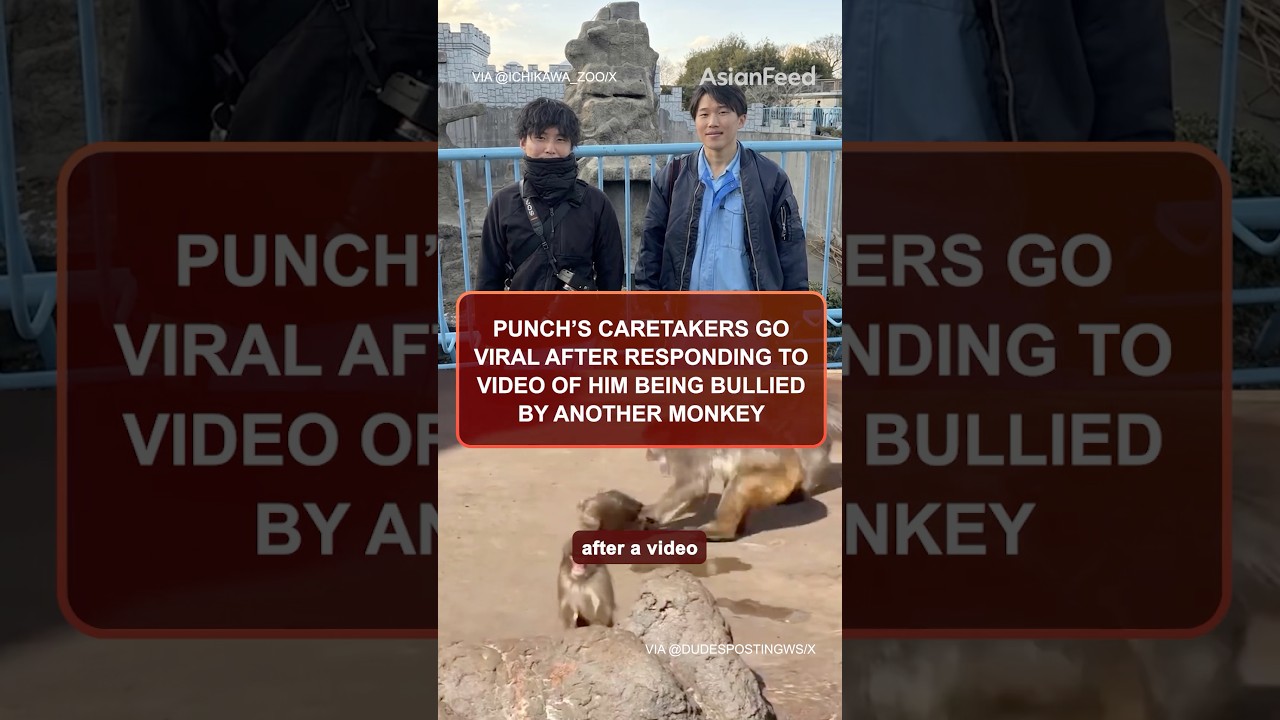 Сотрудники, ухаживающие за Панчем, стали вирусными в интернете #punch #monkey #japan #cute #asian