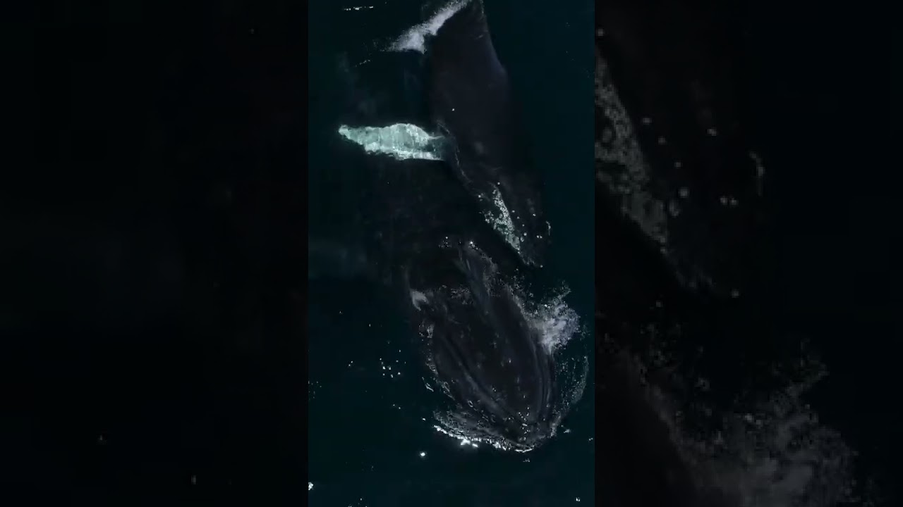 Mom and baby humpback whale! 🐋