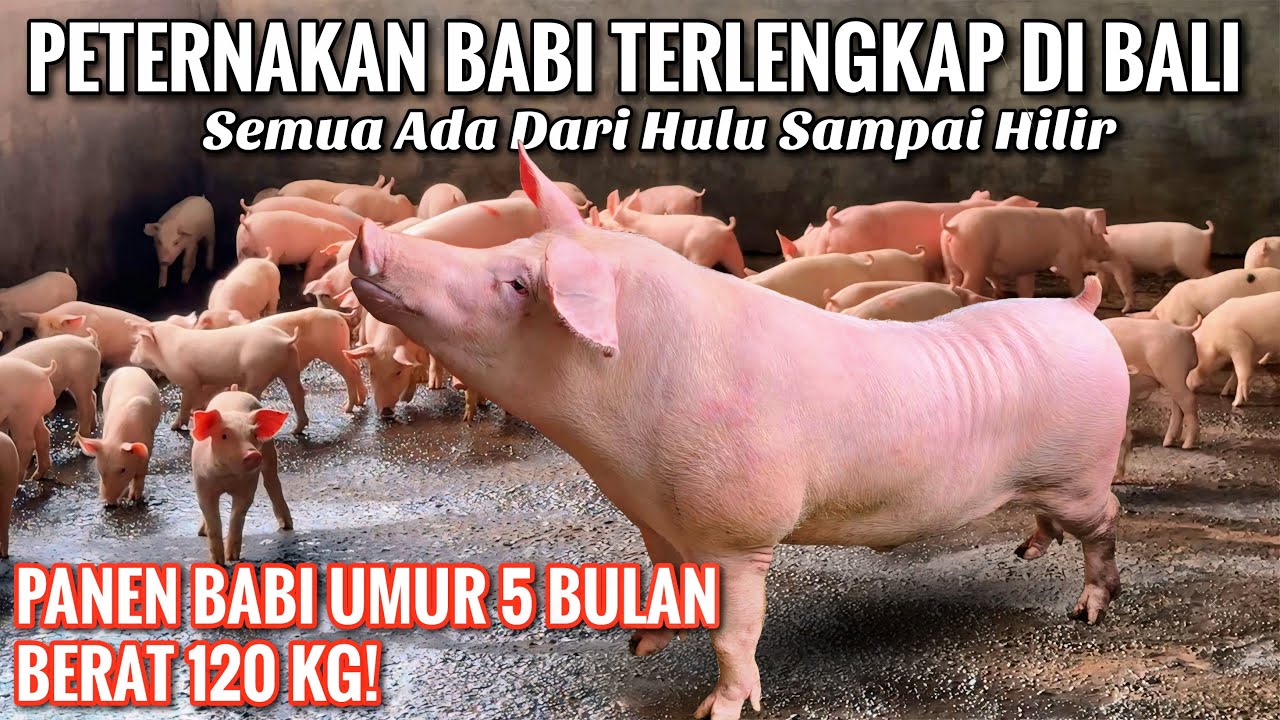 PANEN BABI 5 BULAN BERAT 120 KG - PETERNAKAN BABI TERLENGKAP DI BALI!