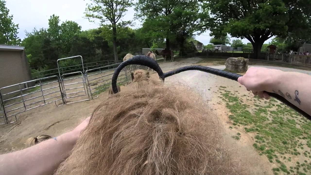 Riding a camel for the first time