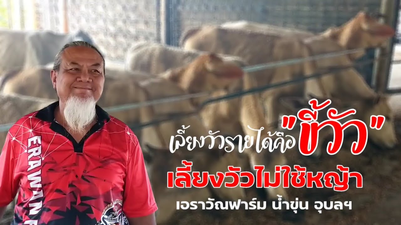 เลี้ยงวัวรายได้หลักมาจากขายขี้วัว เลี้ยงวัวไม่ใช้หญ้า กินอาหารหมักล้วนๆ