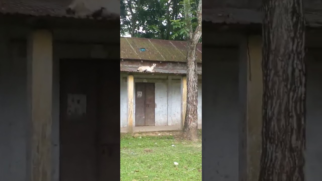 ছাগলও স্বাধীন  #শিক্ষা #educationalsystem #vlog #vlog