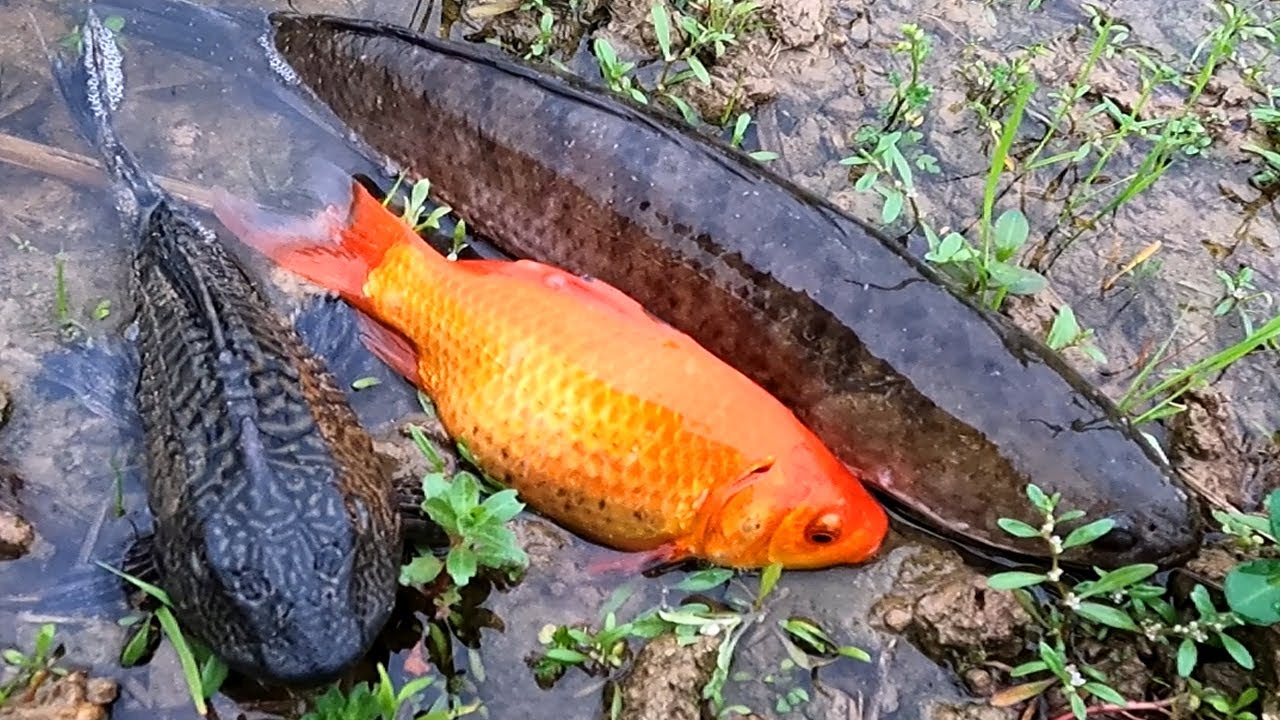 C&aacute; tr&ecirc; lai, c&aacute; ch&eacute;p v&agrave;ng, c&aacute; quả, c&aacute; r&ocirc; đồng v&agrave; c&aacute;c loại c&aacute; s&ocirc;ng, c&aacute; nước ngọt quen thuộc