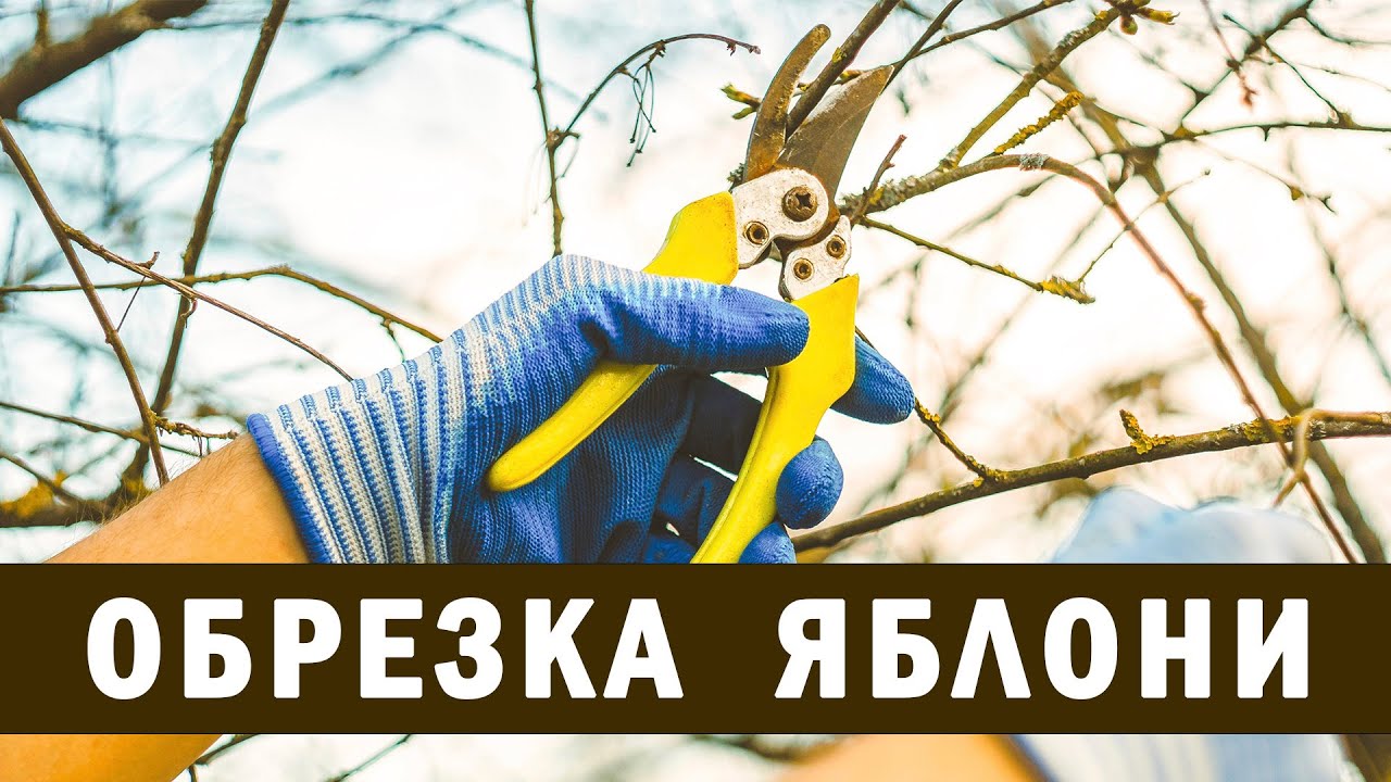 Как обрезать и формировать высокую яблоню?!
