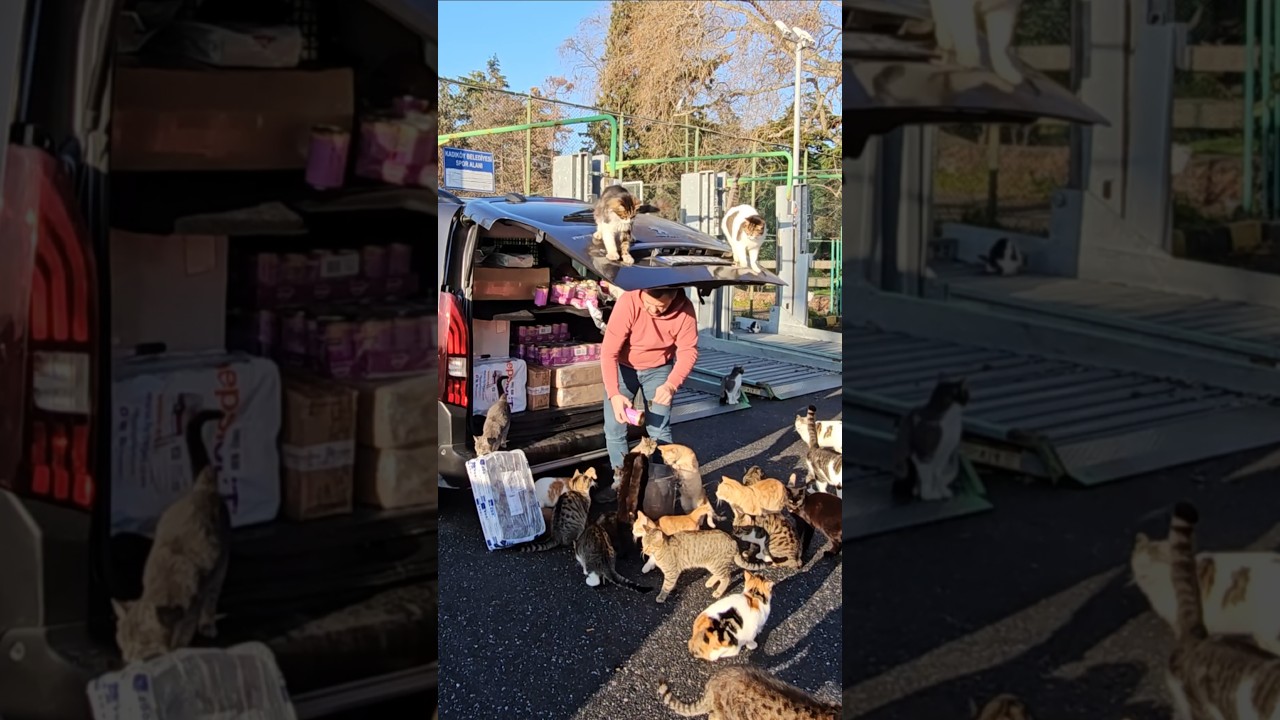 В этом мире нет большей радости, чем проводить время с уличными кошками.