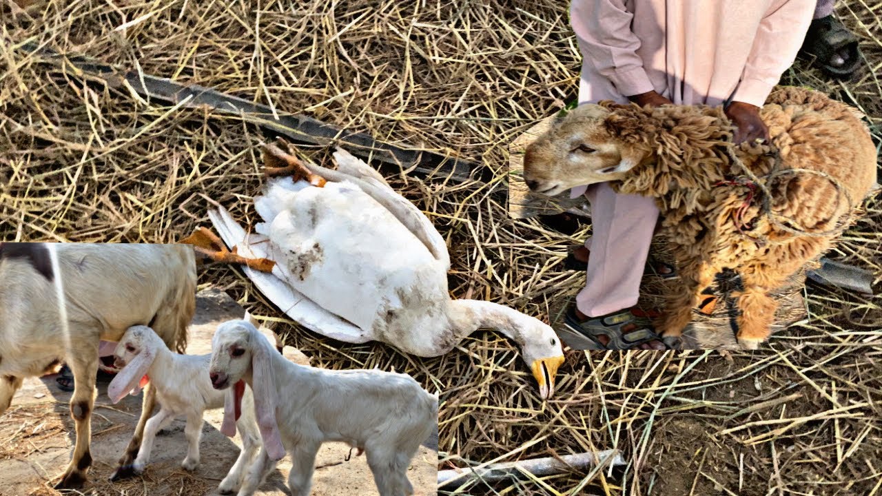 Big Duck Male Hume Chor Kr Chala Gaya 😭 | #sad 