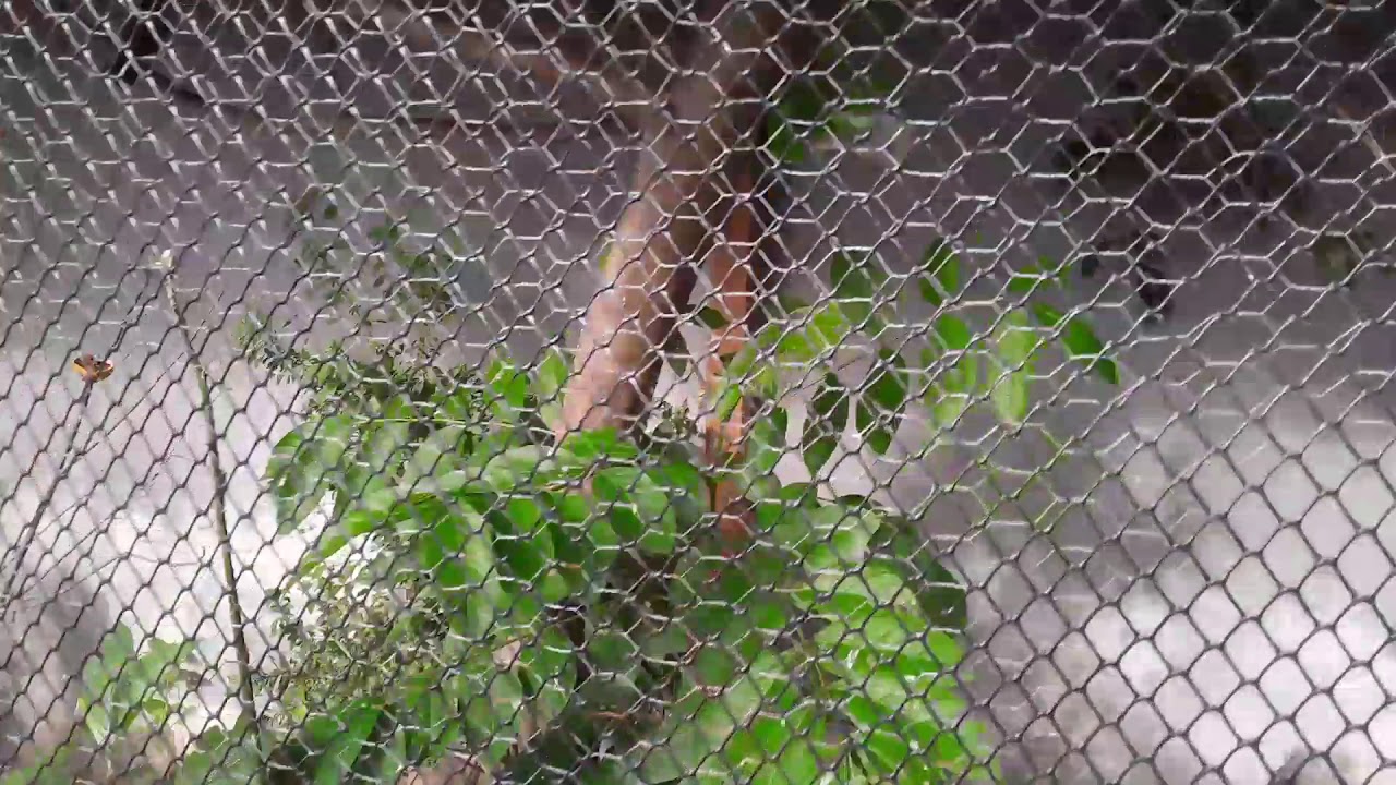 Meu viveiro de pássaros