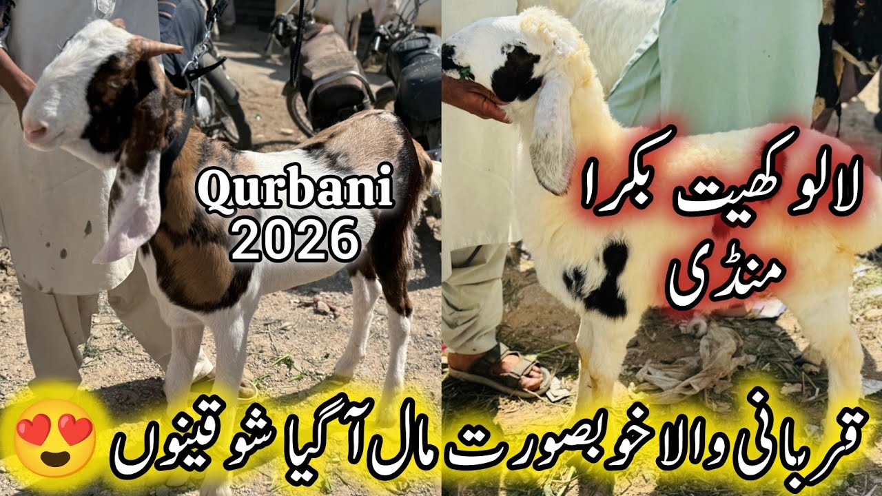 Sunday Lalukhet Bakra Mandi Karachi Latest Rates Update | 15 February 2026 | Qurbani 2026. 