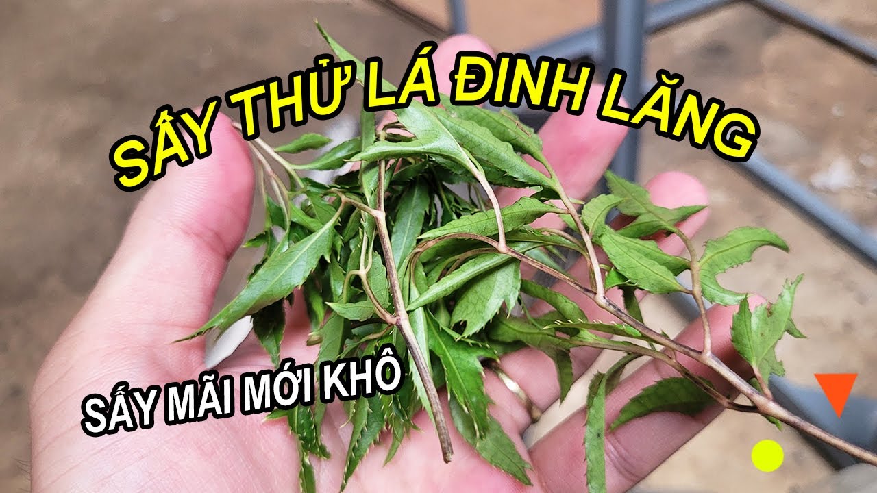 Sấy thử lá đinh lăng, sấy cả thân lâu khô lắm