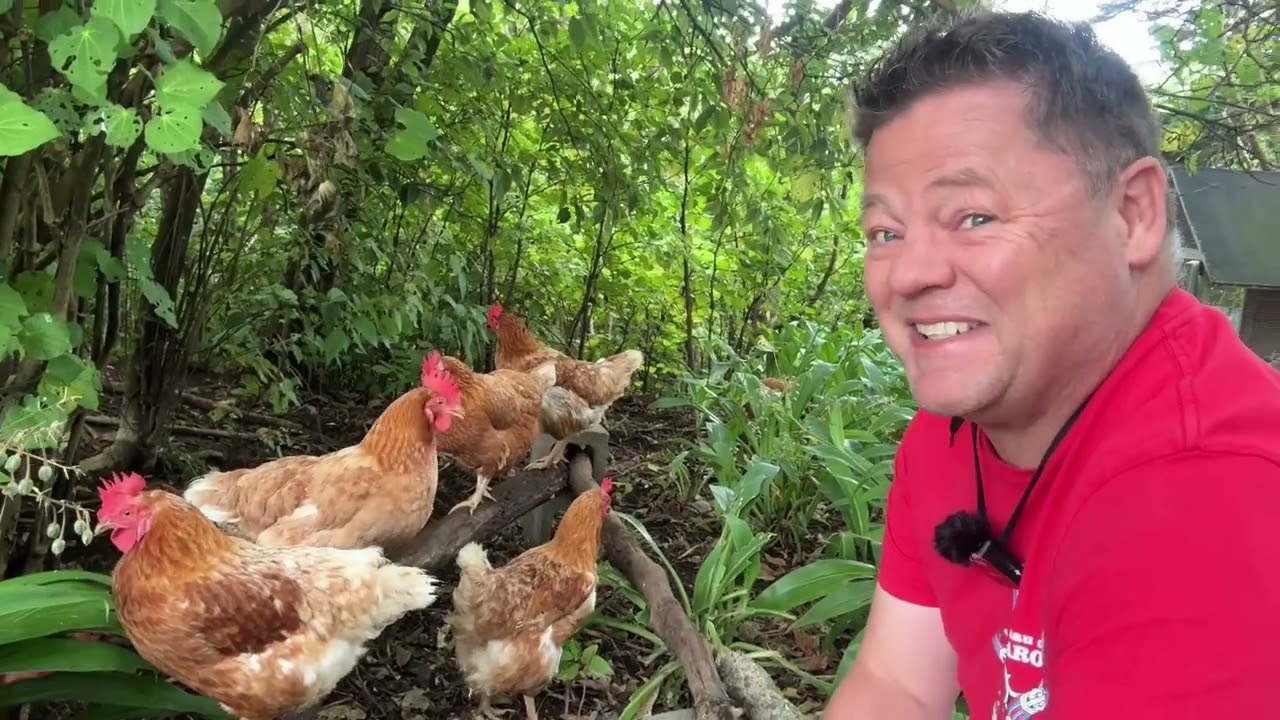 Off Grid - Chicken Herd