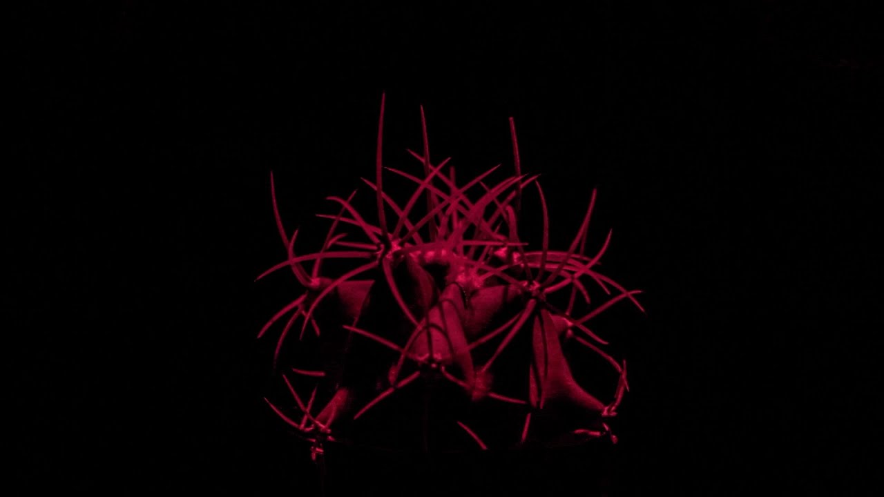 VIYU - CYCLONE (Official Video)