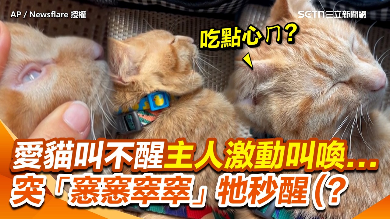 愛貓叫不醒主人激動搖晃叫喚...崩潰以為涼Key（QQ）主人突碰點心袋「窸窸窣窣」牠秒醒（？ 網：單純不想理你XD｜三立新聞網 SETN.com