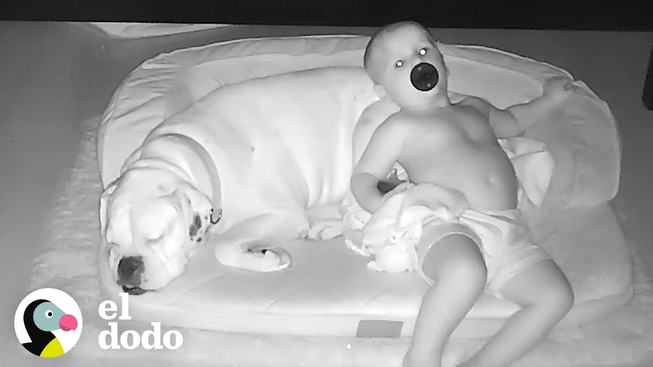 Bebé duerme se baja de su cama para dormir con su perro | El Dodo