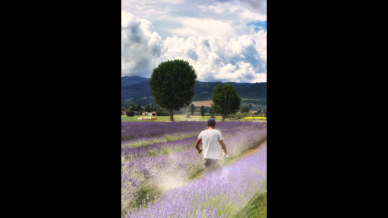 Coltivare la lavanda. Il Parco e il giardino  Il Lavandeto di Assisi video di Cristiana Costantini