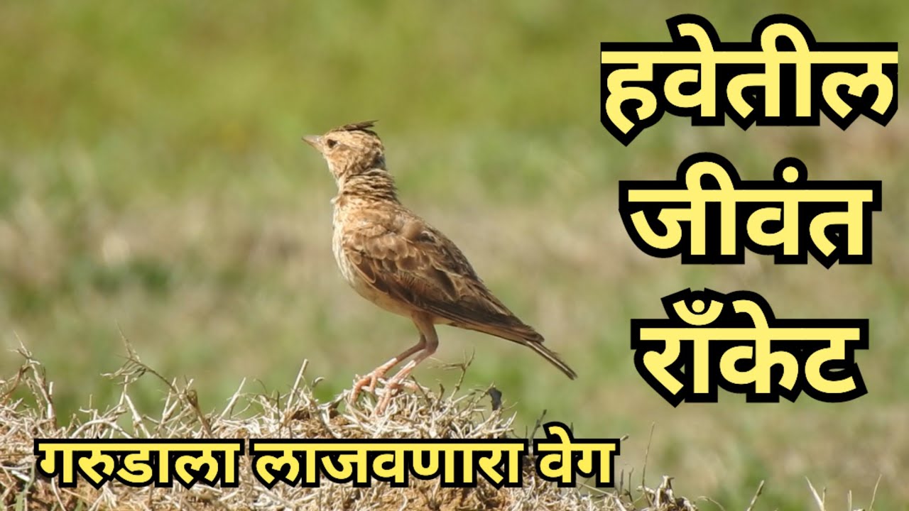 Nature documentary. चंडोल पक्षी. Bird videos. Life in jungle. Marathi discovery. Wild life on fort.