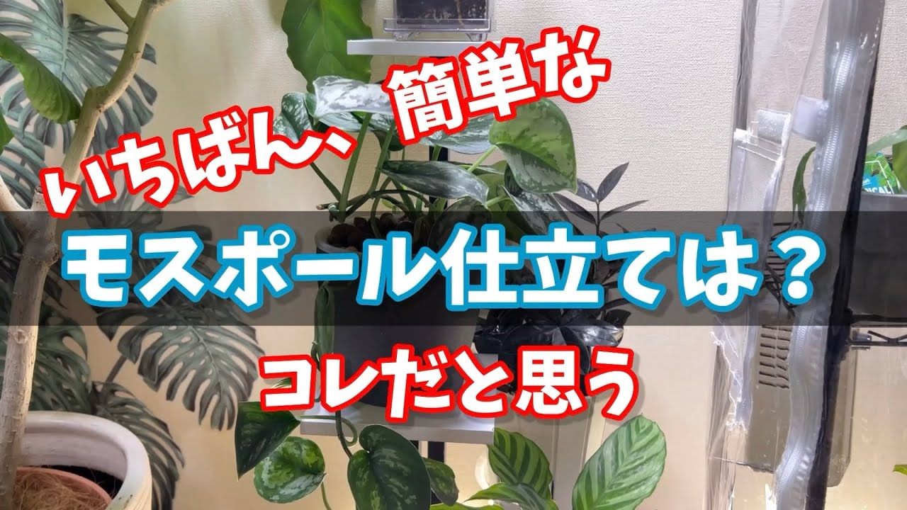 【観葉植物】いちばん簡単！モスポール仕立てはコレだと思う #観葉植物 #houseplants #plants #植物のある暮らし #スキンダプサス