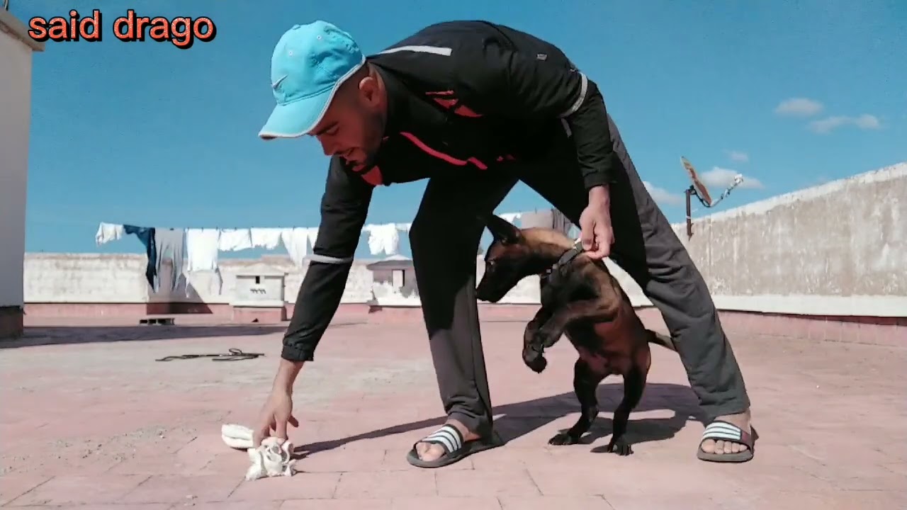 كيفية تدريب كلب صغير على الشراسة