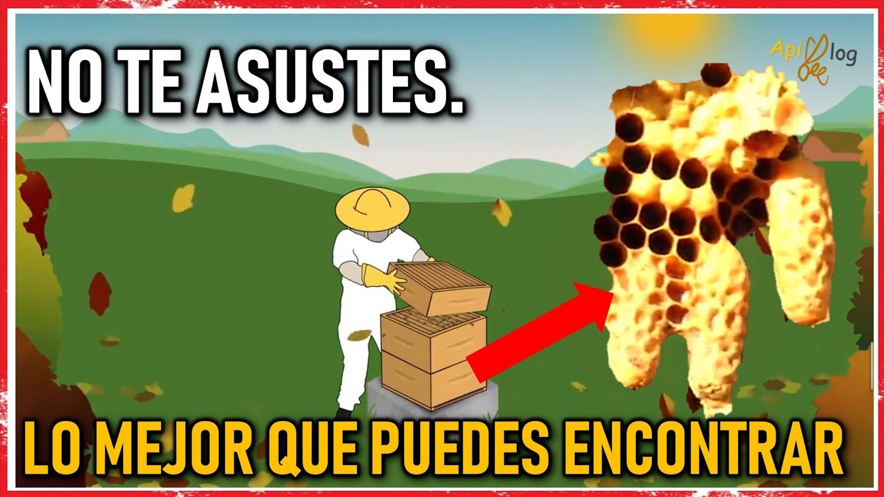 Que debes hacer cuando hay CELDAS REALES en tu colmena.