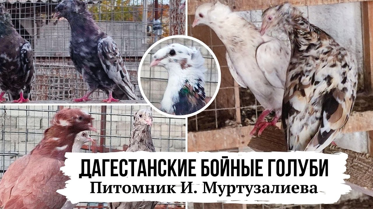 Дагестанские бойные голуби. Питомник братьев Муртузалиевых, г. Хасавюрт | Dagestan pigeons