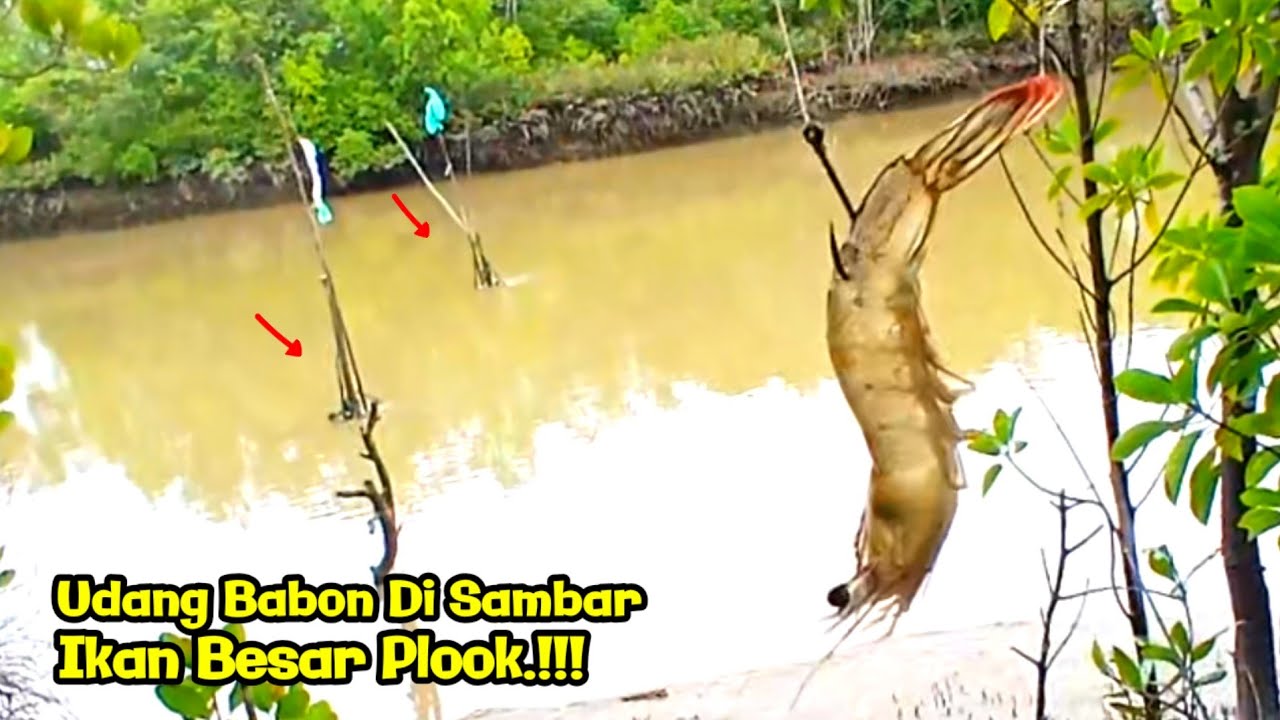 MANCING DI MUARA SUNGAI, UMPAN UDANG HIDUP, TEHNIK DASARAN,  DI SAMBAR IKAN BESAR.!!