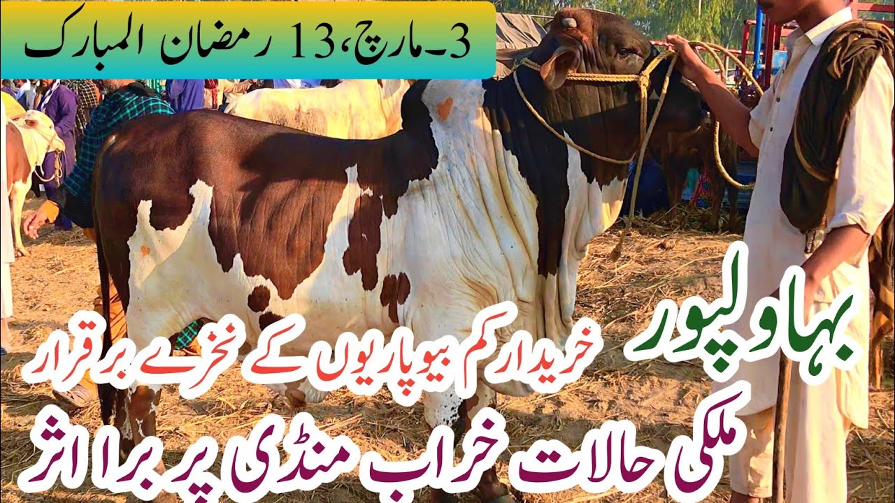 Bahawalpur Cow Mandi New Update Today | Cholistani Sahewal  Ablak Ukray Bachre|3 March 2026
