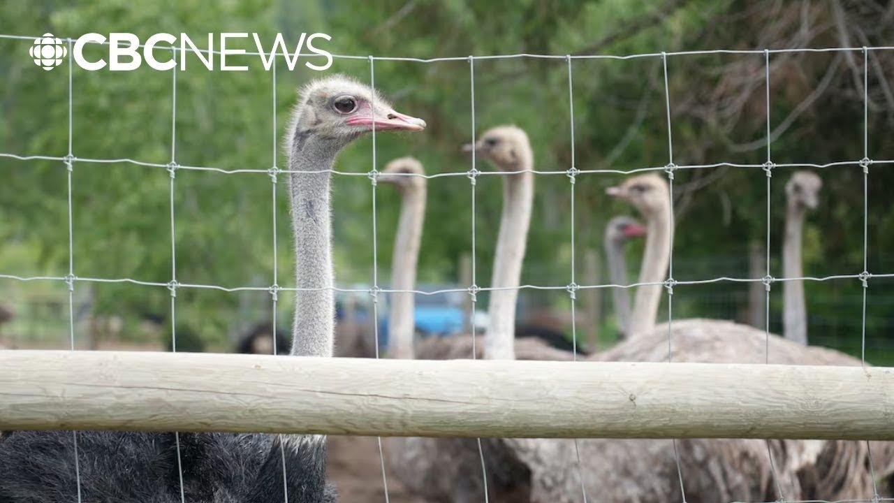 Shots heard at B.C. ostrich farm under cull order