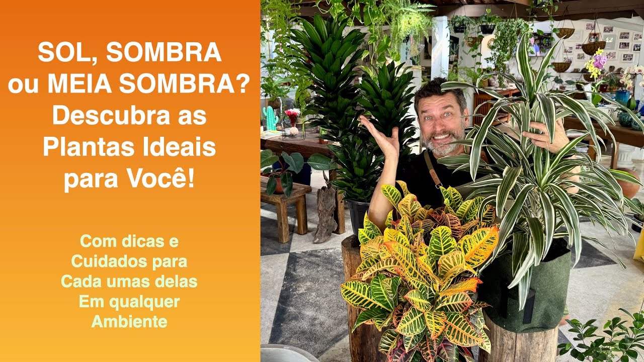 SOL, SOMBRA ou MEIA SOMBRA? Descubra as Plantas Ideais para Você!