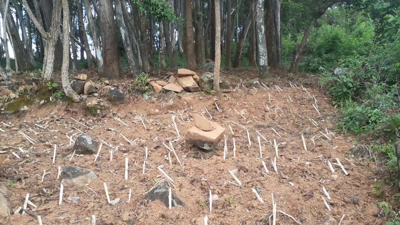 Hillside Restoration