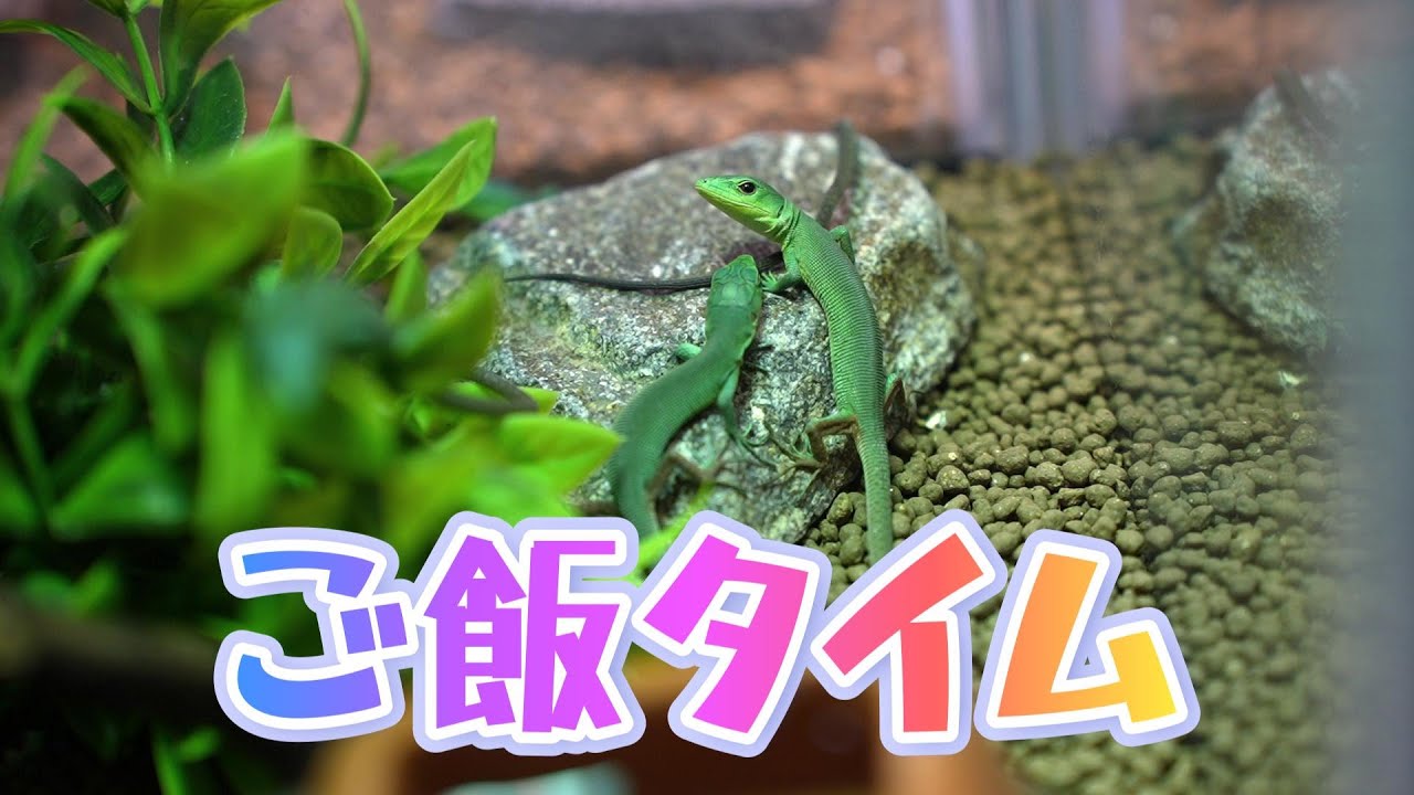 ミドリガストロカナヘビベビーのご飯