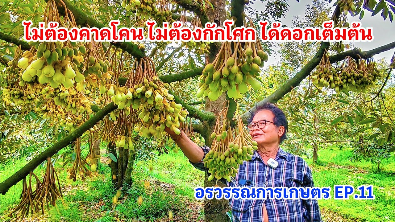 #กวินบินได้ EP.577 ทุเรียนปราจีนบุรี ไม่คาดโคน ไม่กักโศก ได้ดอกเต็มต้น #อรวรรณการเกษตร EP.11