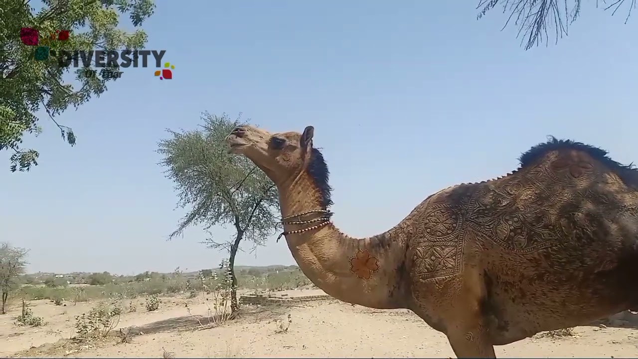 Camel of thar in angry mood || Camel feeling alone || Camel hair design || angry camel sounds
