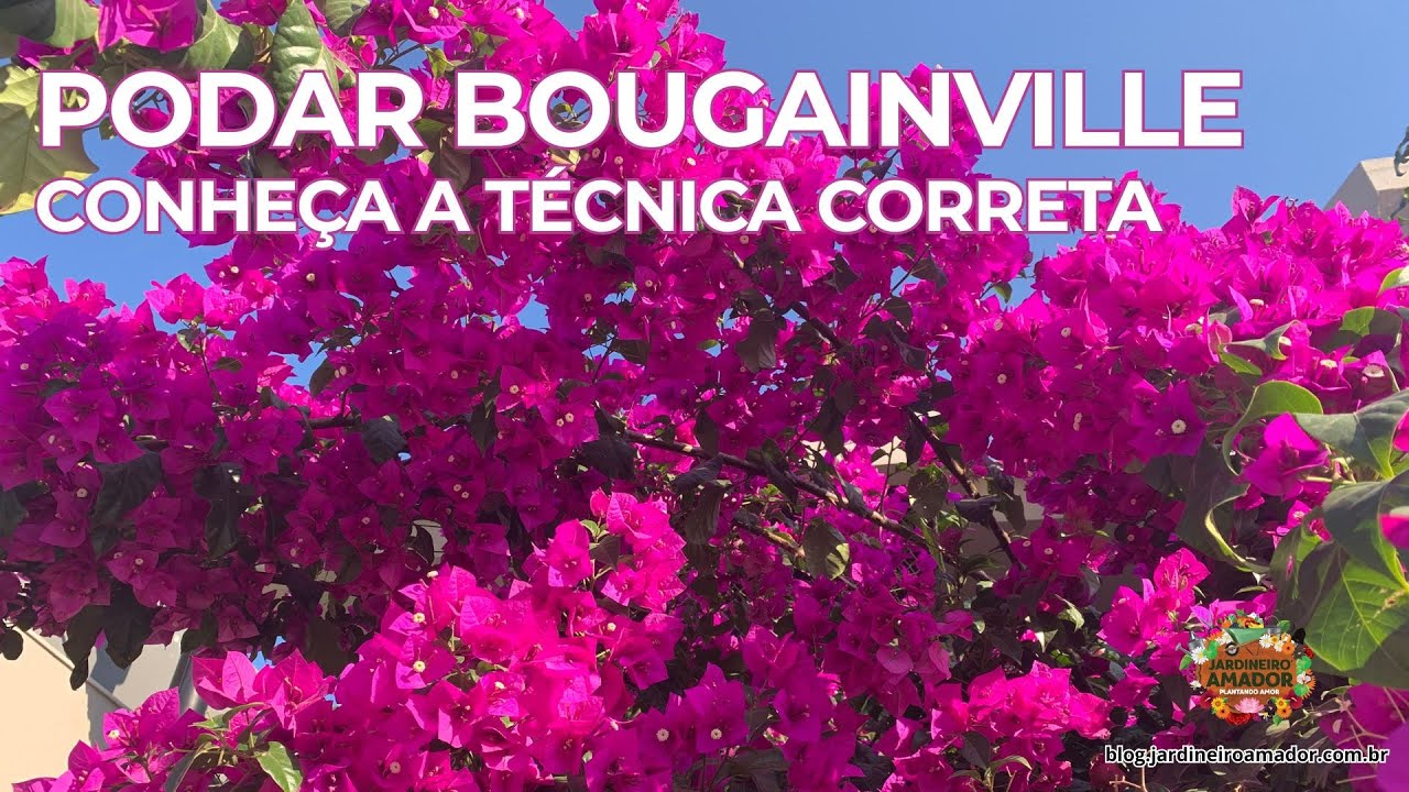 Bougainville | Como e Quando Podar da Forma Certa