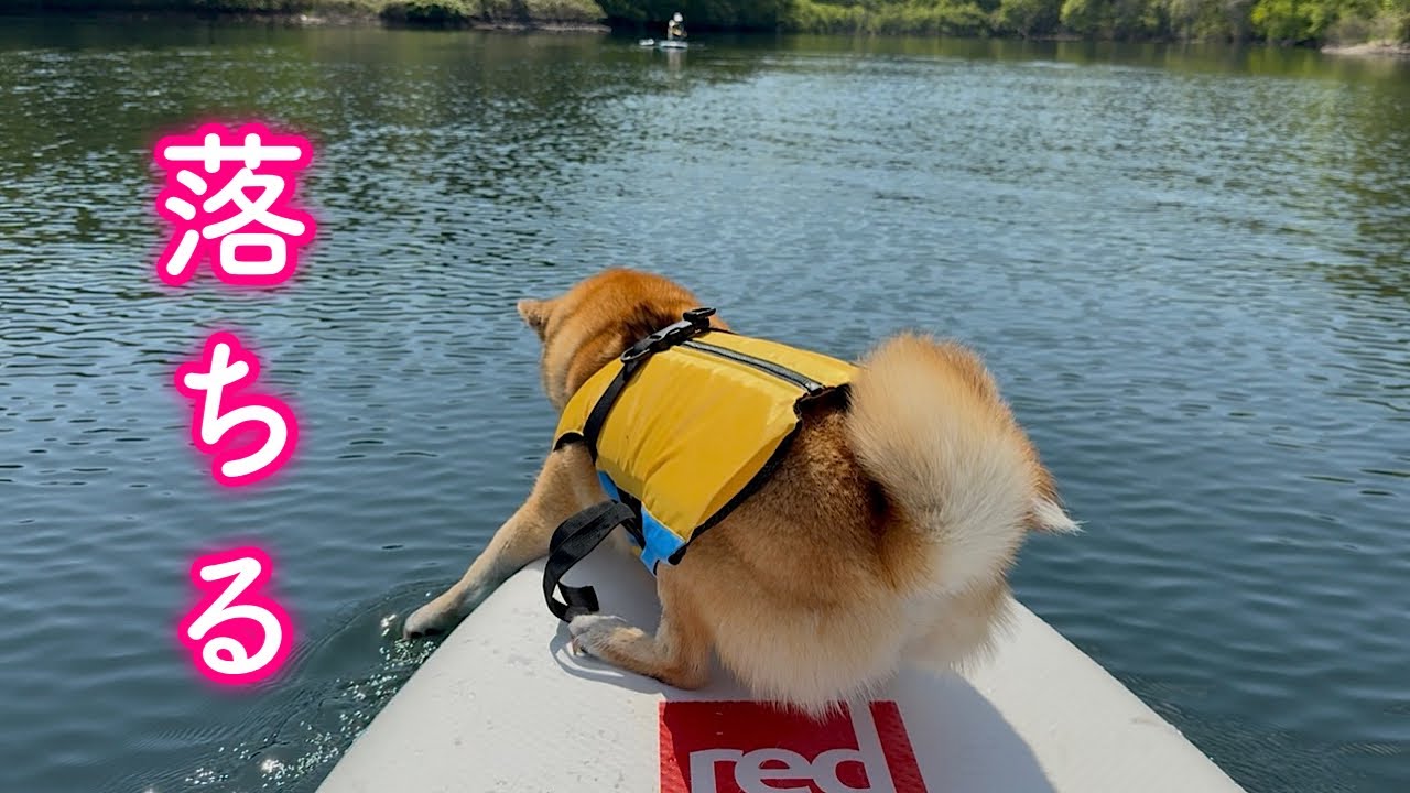 サップ中に突然自ら湖に飛び込み危うく溺れかけた柴犬がヤバすぎました…