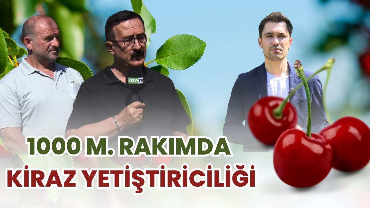 KİRAN KÖYÜ'NDE KİRAZ YETİŞTİRİCİLİĞİ | TARIM BİLGİSİ
